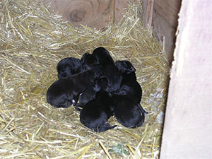 cuccioli di pastore italiano